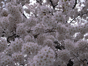 R0028455